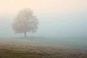 the fog is rolling down behind a tree, photo