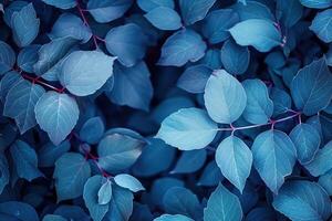 a very pretty blue tree with green leaves, photo