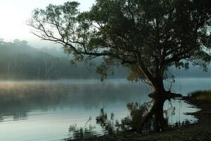 a large tree sitting next to a body of water, photo