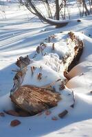 tree logs with moss and twigs on them in the snow, photo