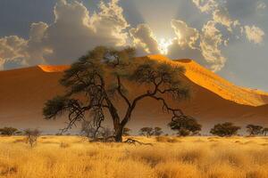 sun rays shine behind an acacia tree on the desert, photo