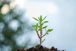 small sprouted plant on top of dirt with blurry trees in background, photo