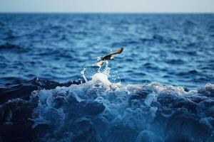 an eagle flies high above the ocean water, photo