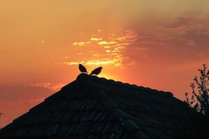 birds are standing on top of this roof at sunset, photo