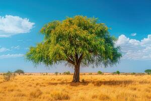 the bare ground is full of brown grass, photo
