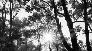 the sun shining through many trees on the sunny day, photo