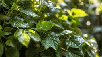 the leaves on a plant with many green ones, photo