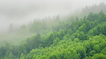 trees cover most of the land and make a fog covered slope, photo
