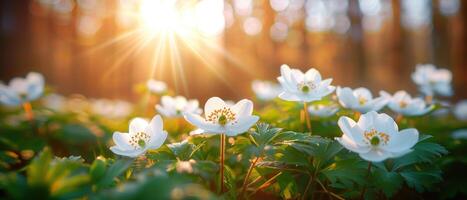 the sun shining behind some white flowers, photo