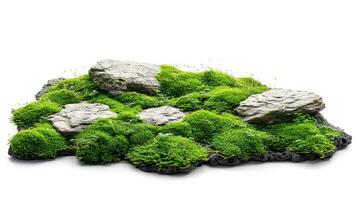 mosses are growing on rocks to make it look like the ocean floor, photo