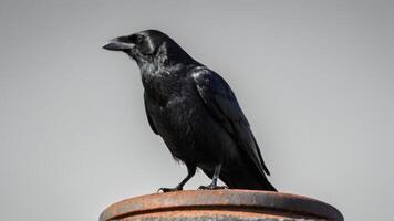 there is a black bird standing on top of an old barrel, photo