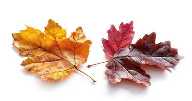 a couple of leaf that are next to each other, photo