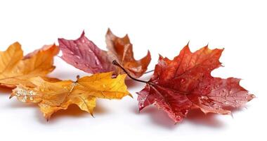 several different sized and colored leaves on a white surface, photo