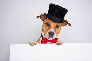large brown dog with red tie and top hat, photo