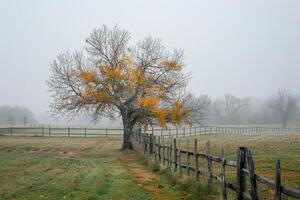 an autumn tree and fence in the foggy grass, photo