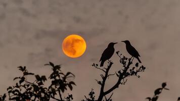 two birds that are sitting on some tree branches, photo