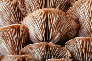 some of the very large mushrooms are standing together, photo