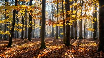 autumn leaves fall in the forrest with sun shining through trees, photo