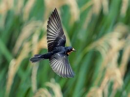 a bird that is flying in the air, photo