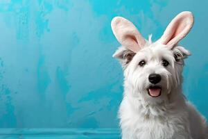 a small white dog wearing bunny ears and sitting on a blue background, photo