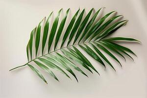 leaf on a plain surface with shadows, photo