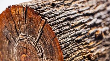 a close up shows the center of a wooden piece, photo