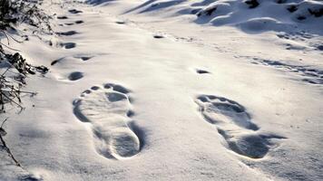 a black shadow is cast on the snow that looks like hand and foot prints, photo