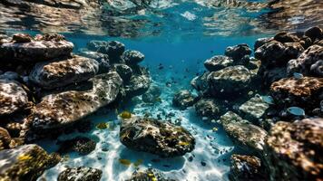 the ocean floor with many different fish all over, photo