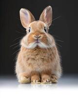 a little bunny with its ears up sitting in front of the camera, photo