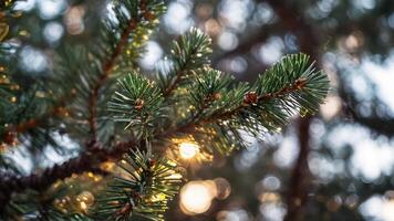 a pine tree with lights in the background, photo