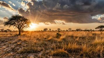 an african sunset in the plains at dusk, photo