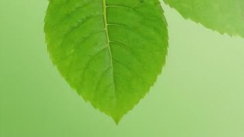 the leaves on this plant grow very tall and have many interesting shapes, photo