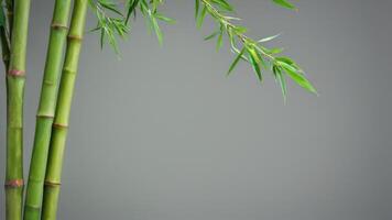 an arrangement of green bamboo plants against a gray and white background, photo