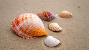 small shells placed in the sand by itself, photo