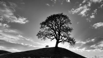 an image of tree and sky showing the strength of wind, photo