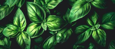 green leafy plants on display in the dark, photo