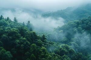 trees are poking out from the thick forest, photo