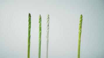the stages of asparagus stems are shown in this image, photo