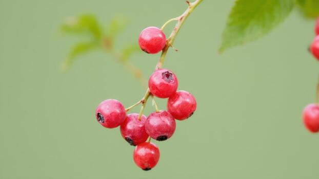 berries hang on a branch in the morning, photo