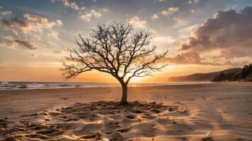 an empty tree is on the beach by the water, photo