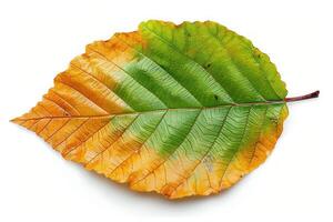 an orange, green and brown leaf on the ground, photo