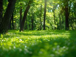 a park area with lots of trees and grass, photo