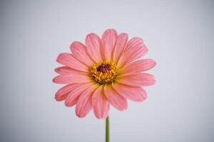 a pink daisy flower stands with its stem in the foreground, photo