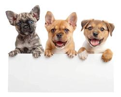 three dogs and a cat posing with their arms on placa, photo