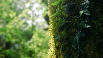 Moss-covered trees. Creative.Huge tree trunks with vegetation on them and large leaves. video