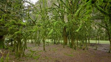 Forest with mossy trees. Action. Green forest with trees covered with thick fur. Forest in humid climate with moss video