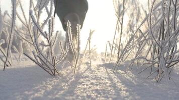 Winter white background. Creative . A view of small trees and twigs that stand in the inii and snow and a man on skis who is walking along the highway is visible from behind video
