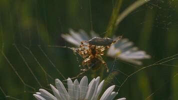 A large thin slimy spider web on the flowers .Creative.A huge yellow spider weaving a web and removing a butterfly cocoon from it. video