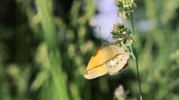Long green grass. Creative.A red butterfly sitting on a thin stem and swaying in the wind. video