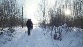 Winter track for skiers . Creative . People walking on skis in the winter snow-covered forest next to bare trees and branches. video